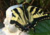 A Memory of Butterflies