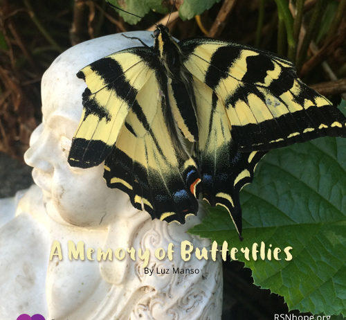 A Memory of Butterflies