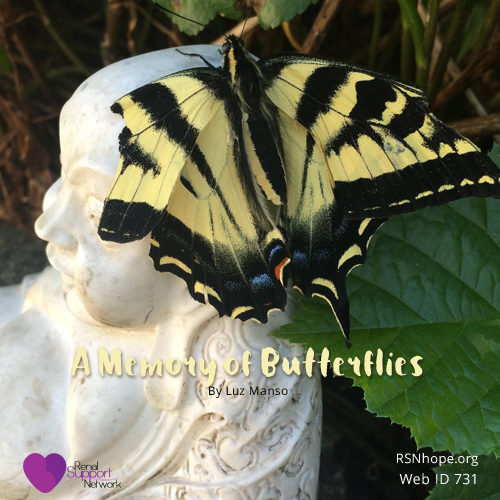 A Memory of Butterflies