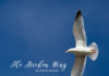 The Broken Wing