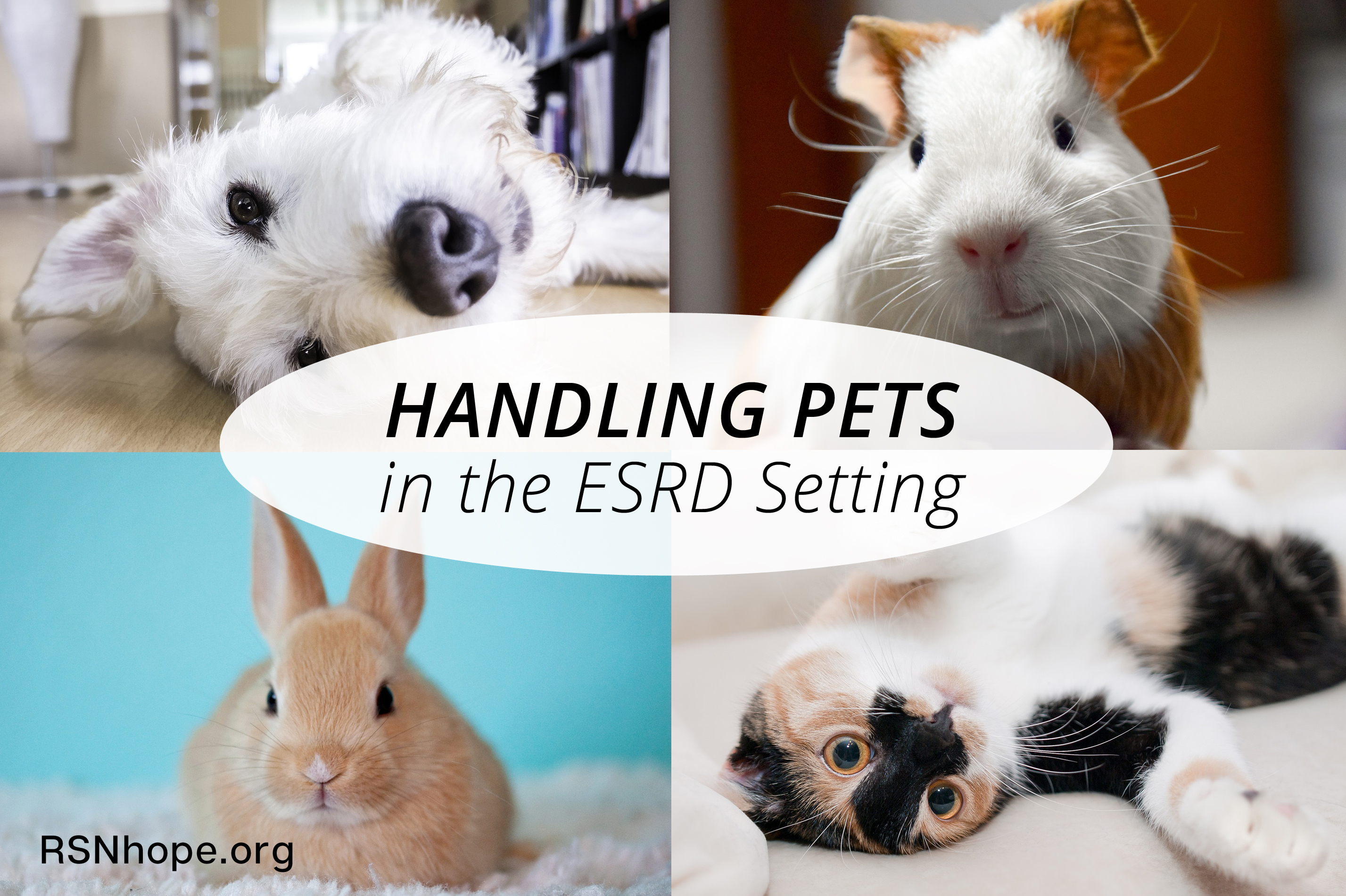Handling Pets for the dialysis or transplant patient