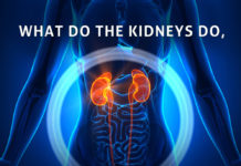 Kidney Talk What Do Kidneys Do