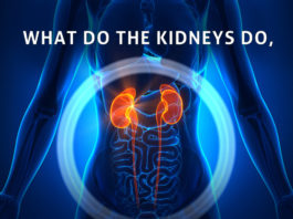 Kidney Talk What Do Kidneys Do