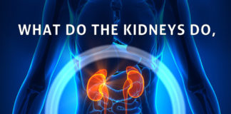 Kidney Talk What Do Kidneys Do