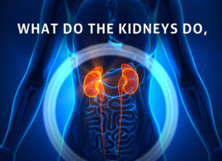 Kidney Talk What Do Kidneys Do