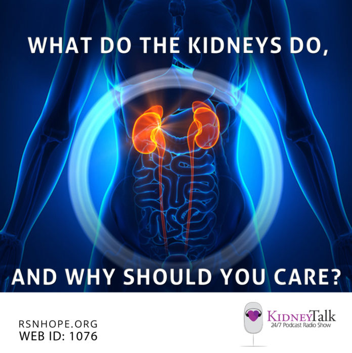 Kidney Talk What Do Kidneys Do