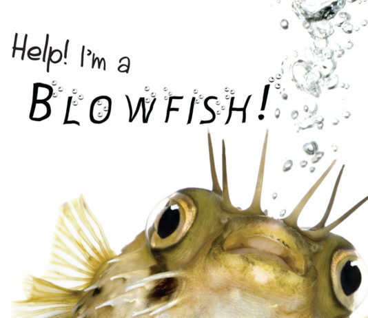 Weight Gain-Help-Im-a-Blowfish-Kidney-Talk
