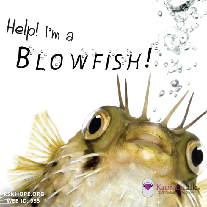 Weight Gain-Help-Im-a-Blowfish-Kidney-Talk