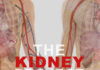the Kidney project-Kidney-Talk