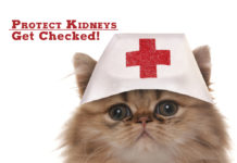 Protect your kidneys - get checked