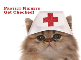 Protect your kidneys - get checked