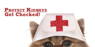 Protect your kidneys - get checked