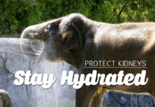 protect kidneys - Stay Hydrated
