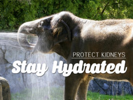 protect kidneys - Stay Hydrated