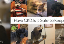 I Have CKD. Is it Safe to Keep My Pets?