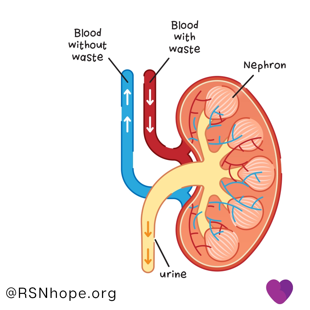 Kidney-Cross-Section