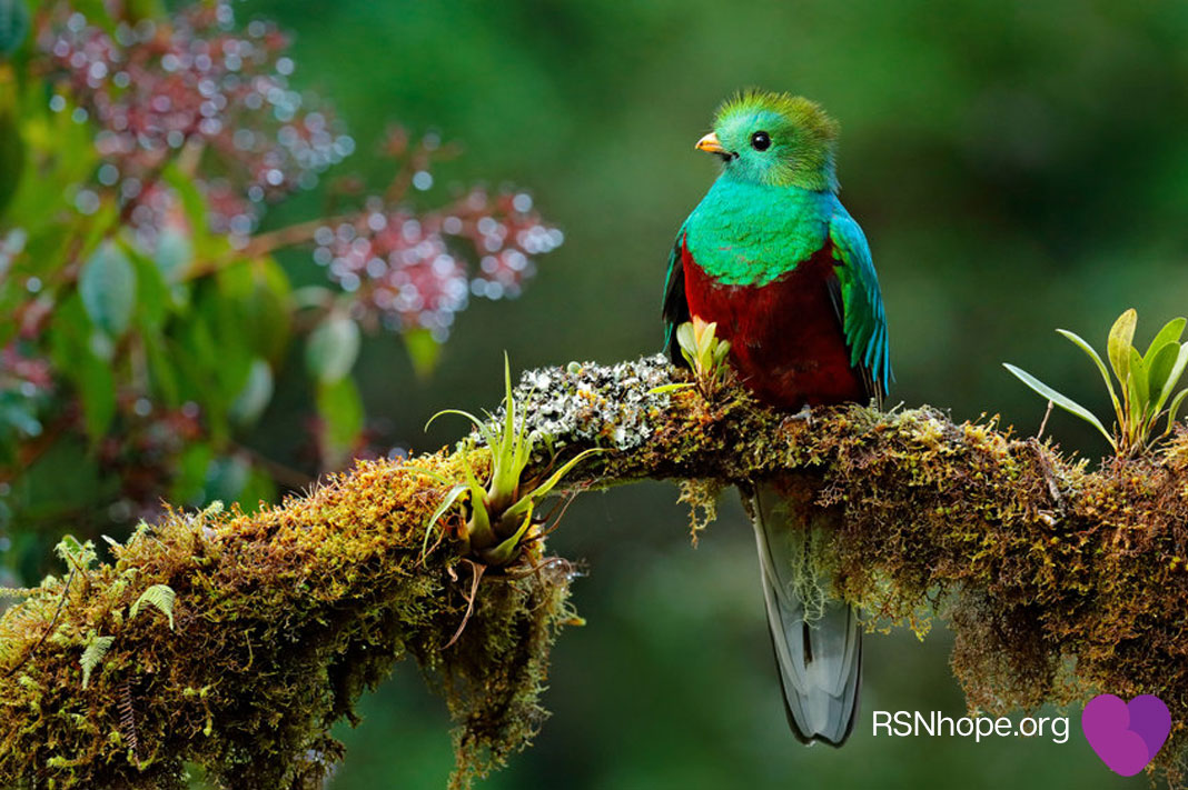 Ambient-nature-birds-meditation